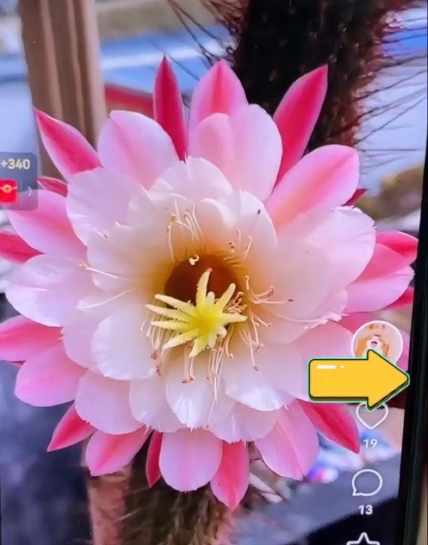 【鉢ごと】多肉植物　花サボテン　金紐シリーズ ショウジョシン