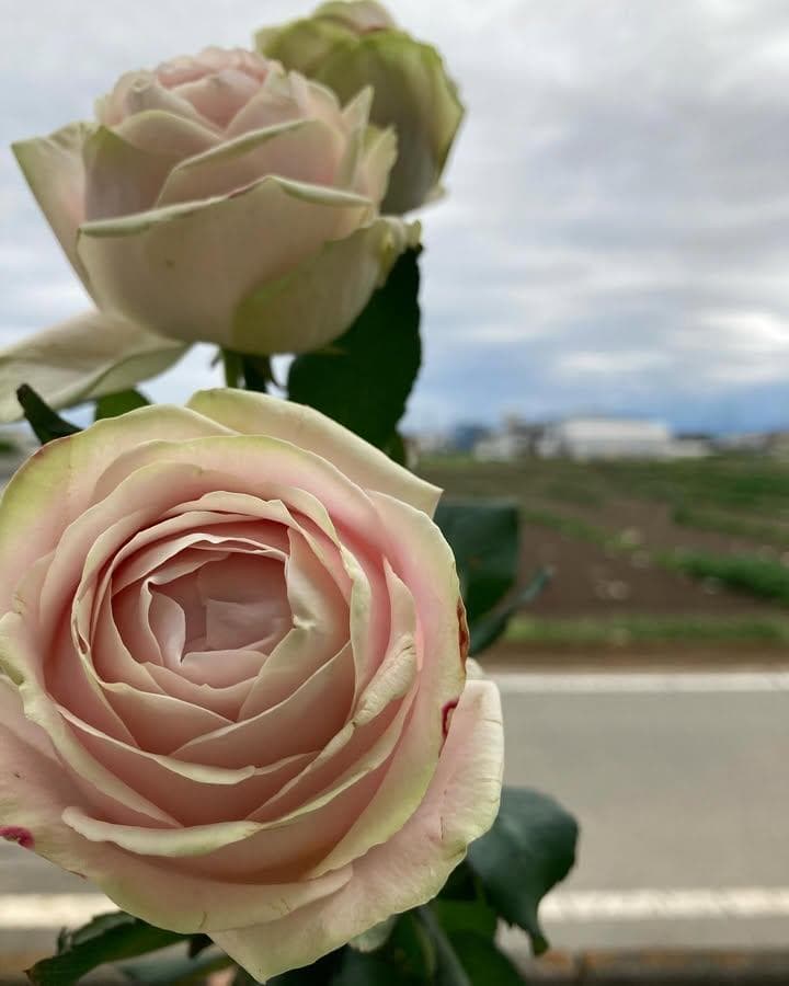 バラ苗　１年苗 ロゼット咲　中心ほどピンク　　余剰1苗