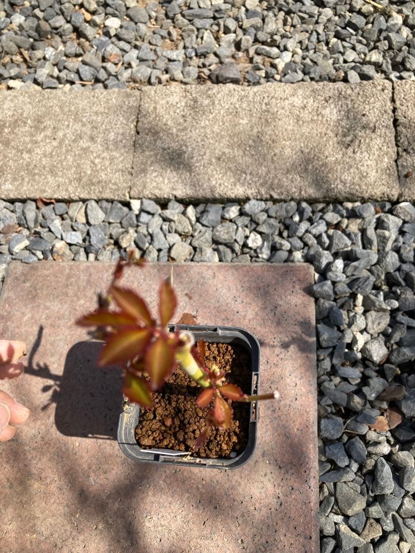 バラ苗　１年苗 ロゼット咲　中心ほどピンク　　余剰1苗