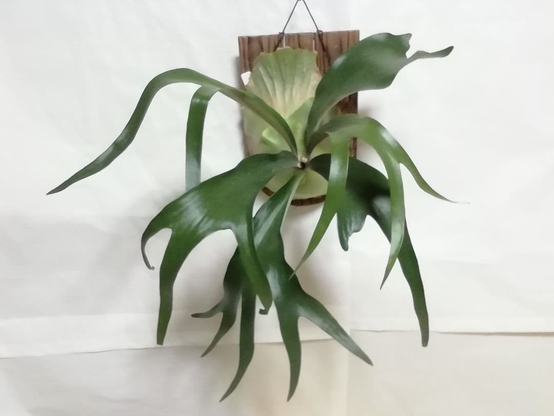 超特大株　めちゃくちゃ格好良い　ケンイチ株