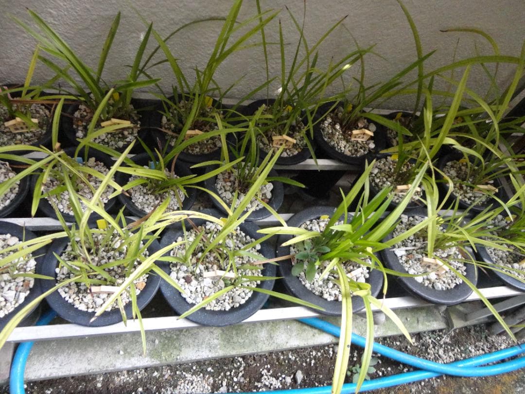 寒蘭 まとめて譲渡