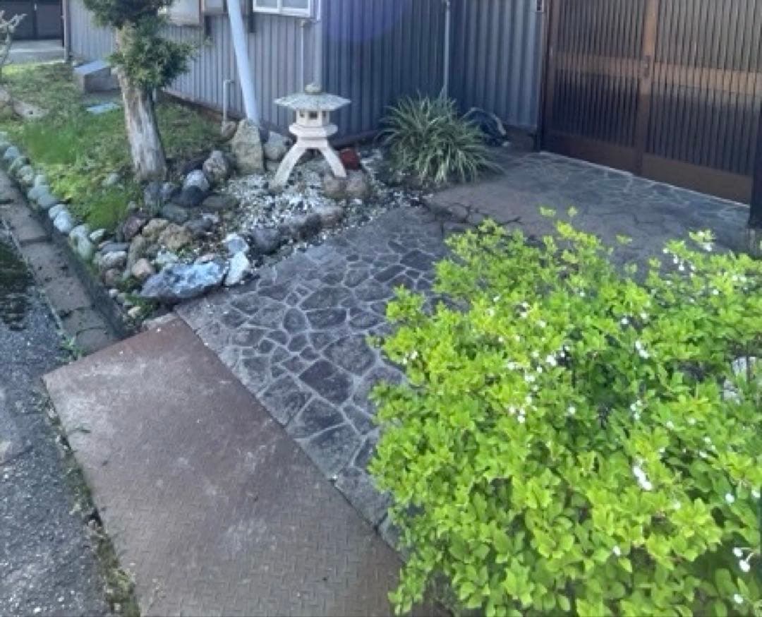 ドウダンツツジ 生垣 バラ売り可【石川県引き取り限定】まとめ割