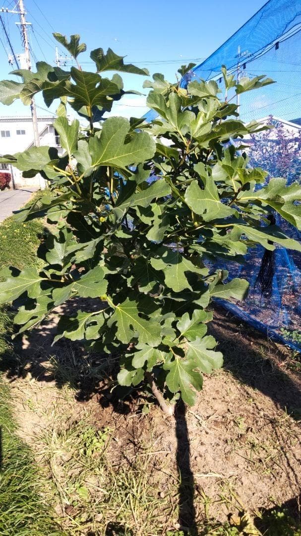 イチジク ブラックマデイラ 8号鉢植えと穂木４本　 №1