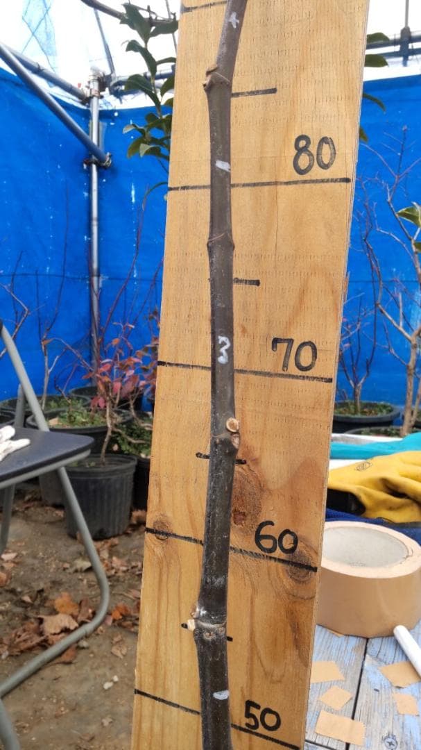 イチジク ブラックマデイラ 8号鉢植えと穂木４本　 №1