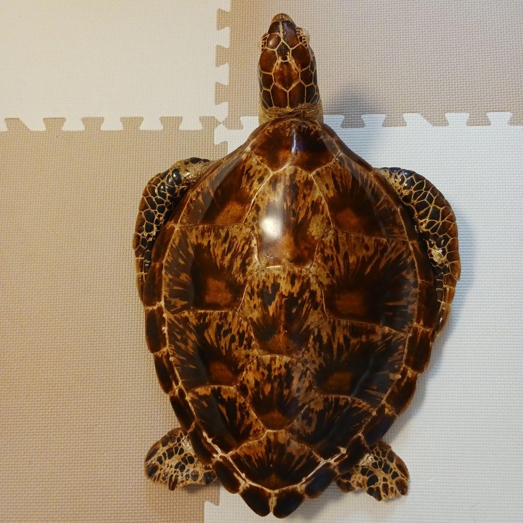 カメの剥製　オブジェ　壁掛け