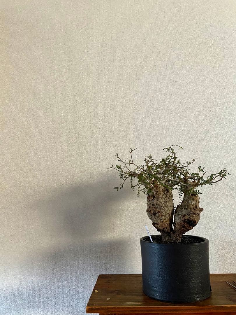 【現地球／発根済】オペルクリカリア　パキプス（2頭）ODDROOTS管理株