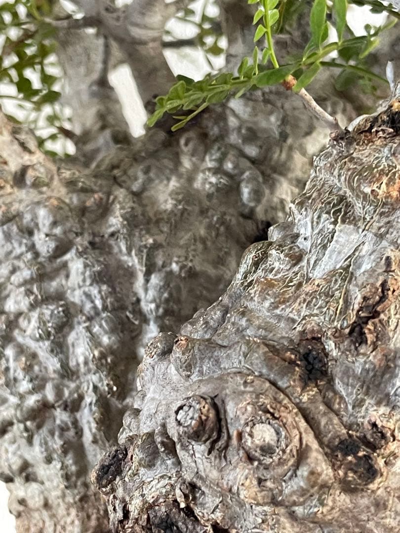 【現地球／発根済】オペルクリカリア　パキプス（2頭）ODDROOTS管理株