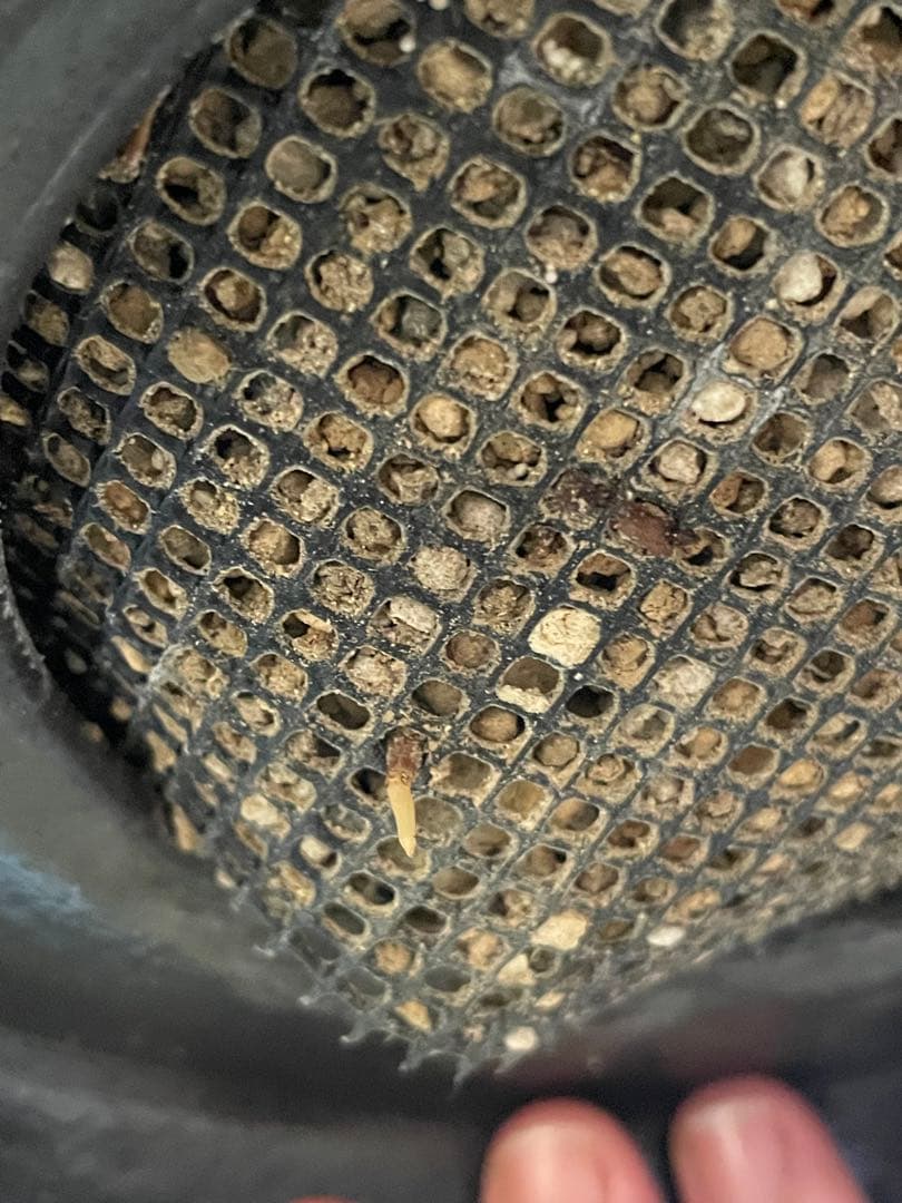 【現地球／発根済】オペルクリカリア　パキプス（2頭）ODDROOTS管理株