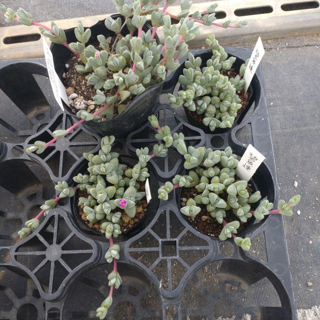 1ポット385円 碧魚連6cmポット