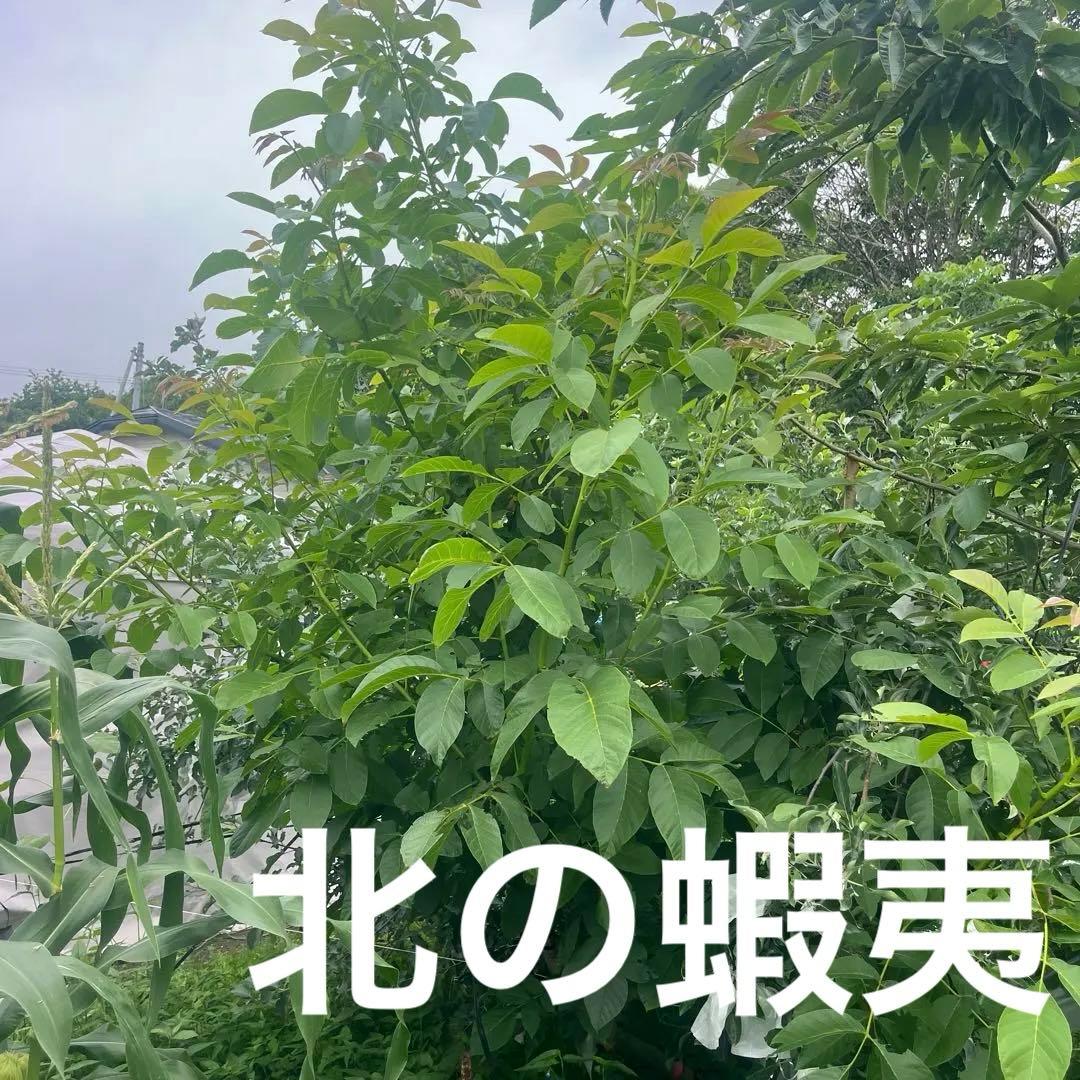 菓子クルミの 成木