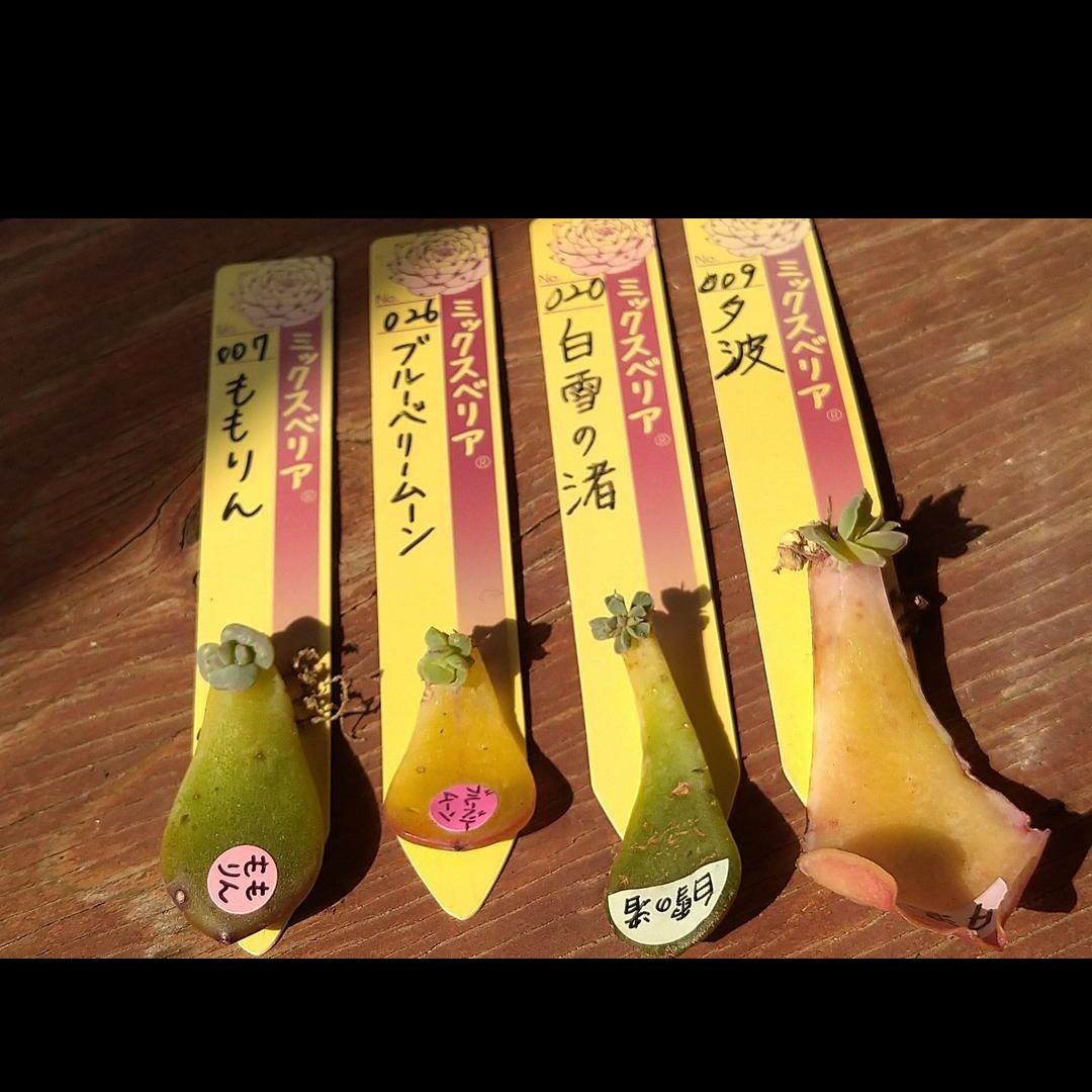 ミックスベリア おらいさん葉挿し♡ももりん ブルーベリームーン 白雪の渚 夕波