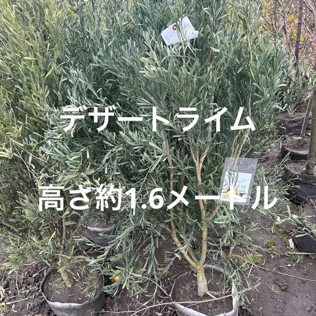 デザートライム　1.6メートル