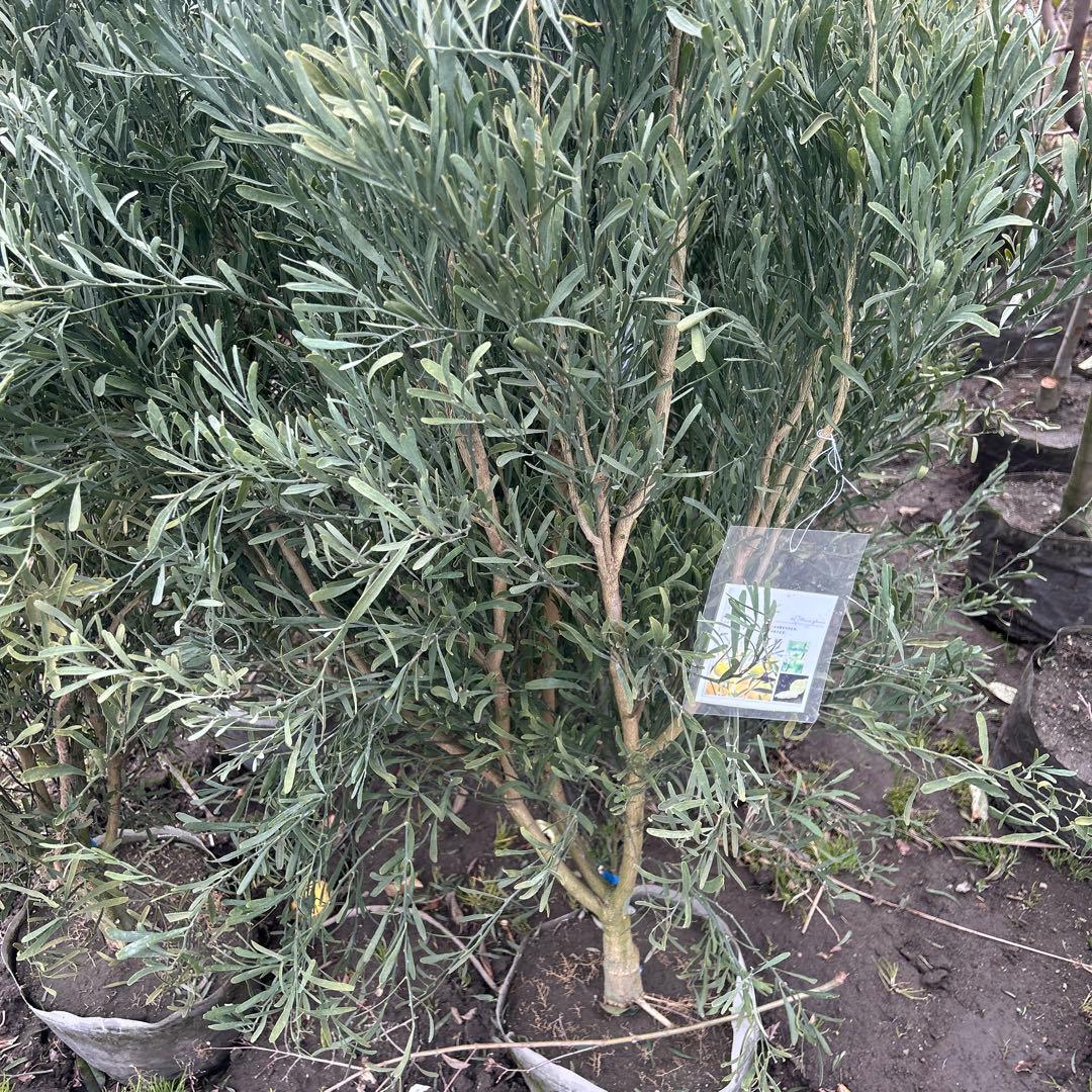 デザートライム　1.6メートル