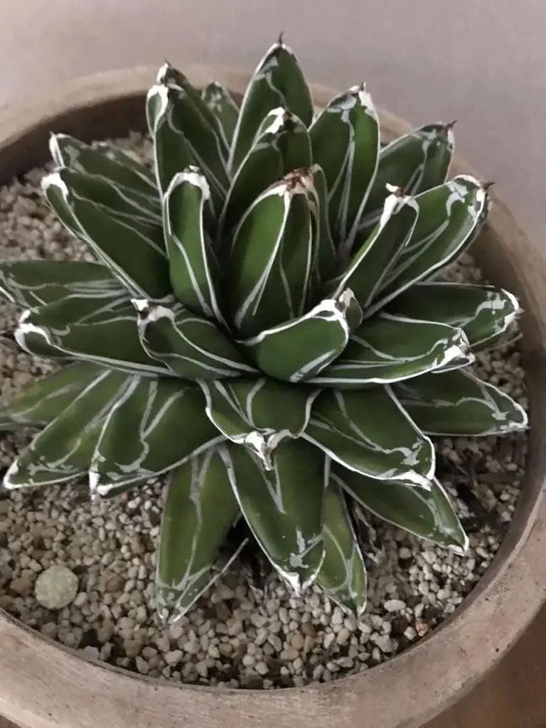 【鉢植え32cm★姫笹の雪】アガベ・ビクトリアエ・レギナエ（現物）