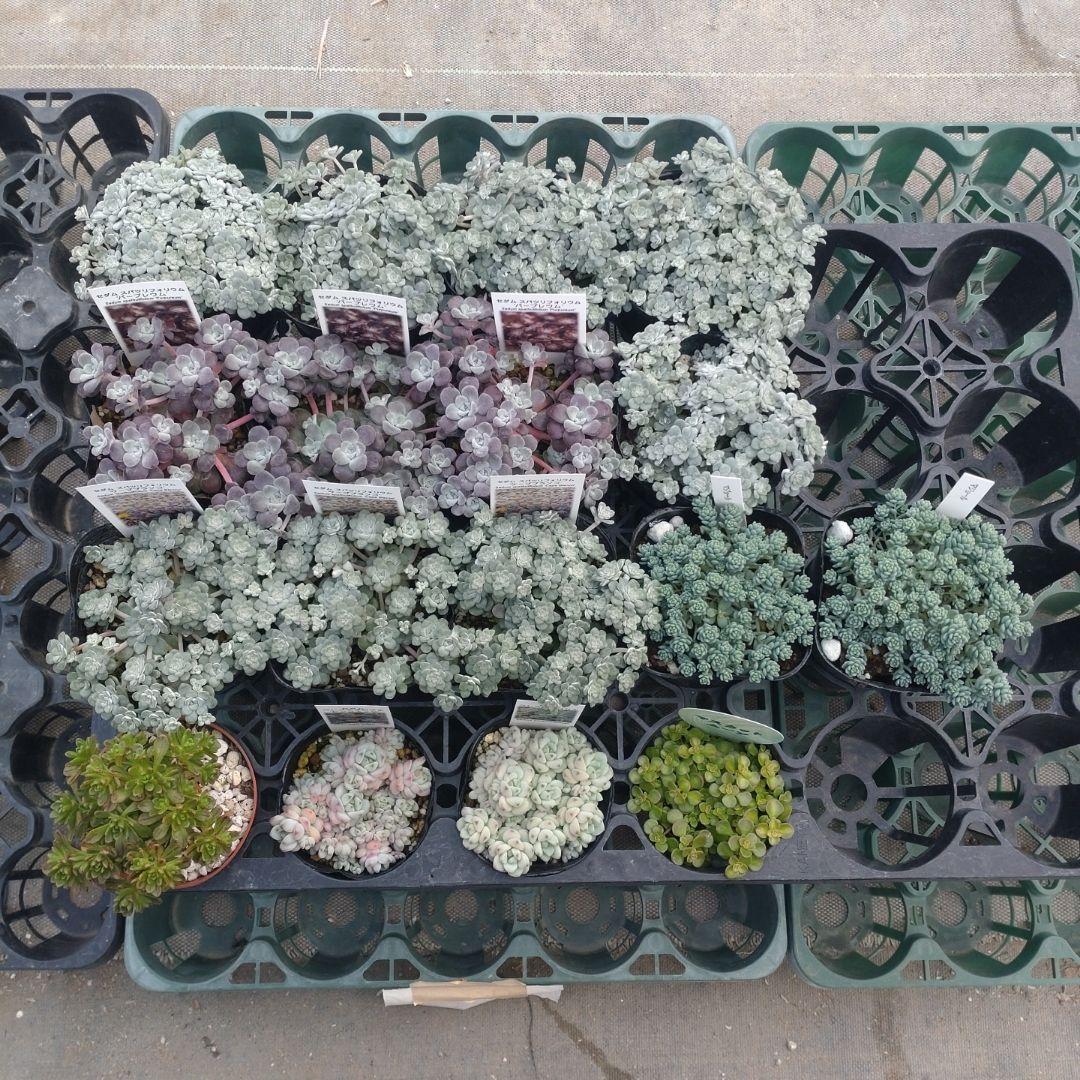 小林優花さん専用