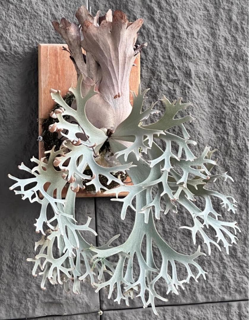 P. Fly ( Yellow Moon dwarf ) YMDS 胞子 #5