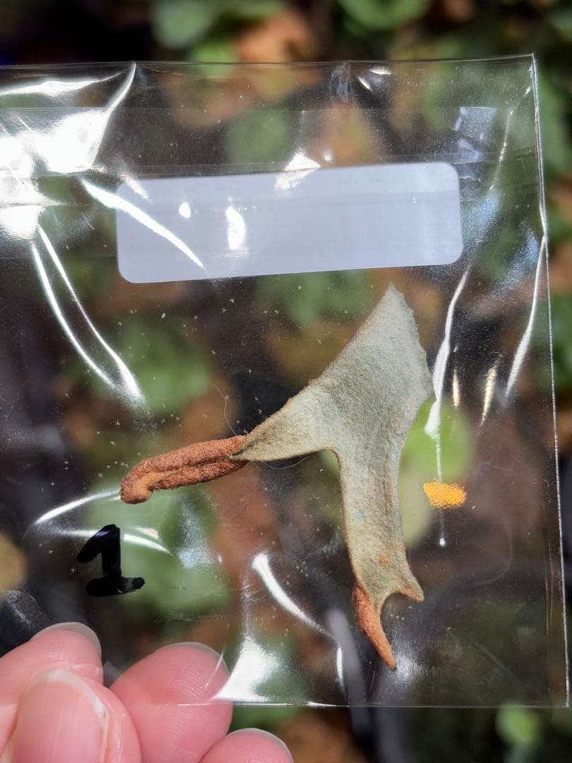 P. Fly ( Yellow Moon dwarf ) YMDS 胞子 #5