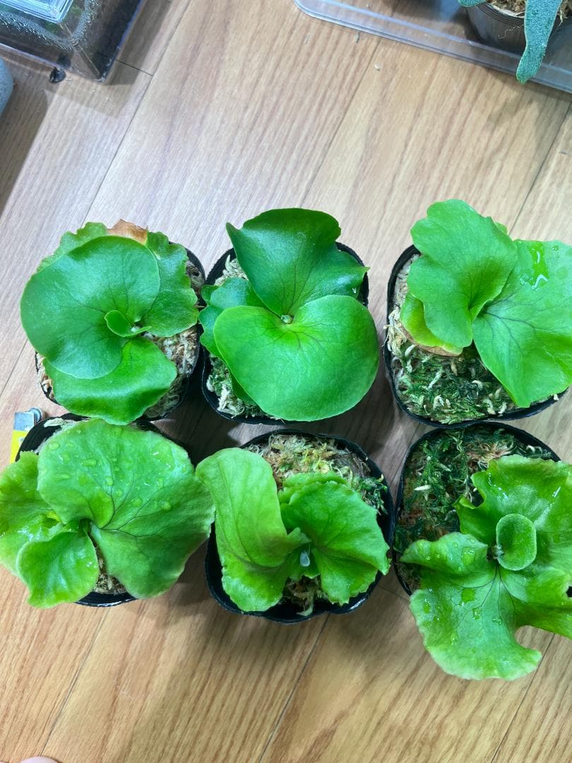 j*o様 【お得な６株セット】ビカクシダ　リドレイ＆コロナリウム　各３株