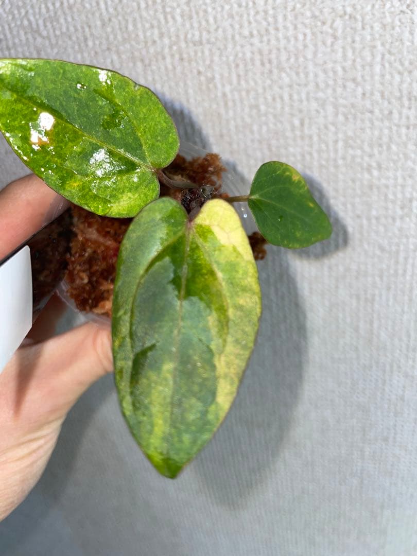 R*0様 Anthurium AOS✖️RVDP斑入り