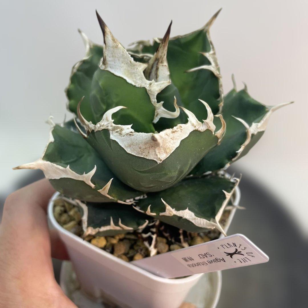 アガベ チタノタ　南アフリカダイヤモンド　SAD ミニ　特選コンパクト　OC株