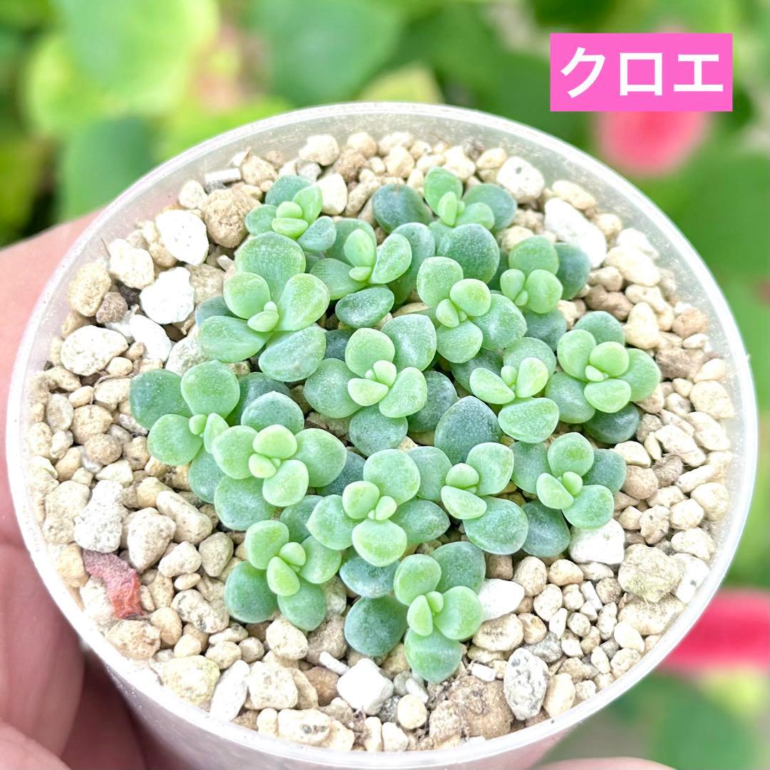 【レア@2880】クロエ(多頭)