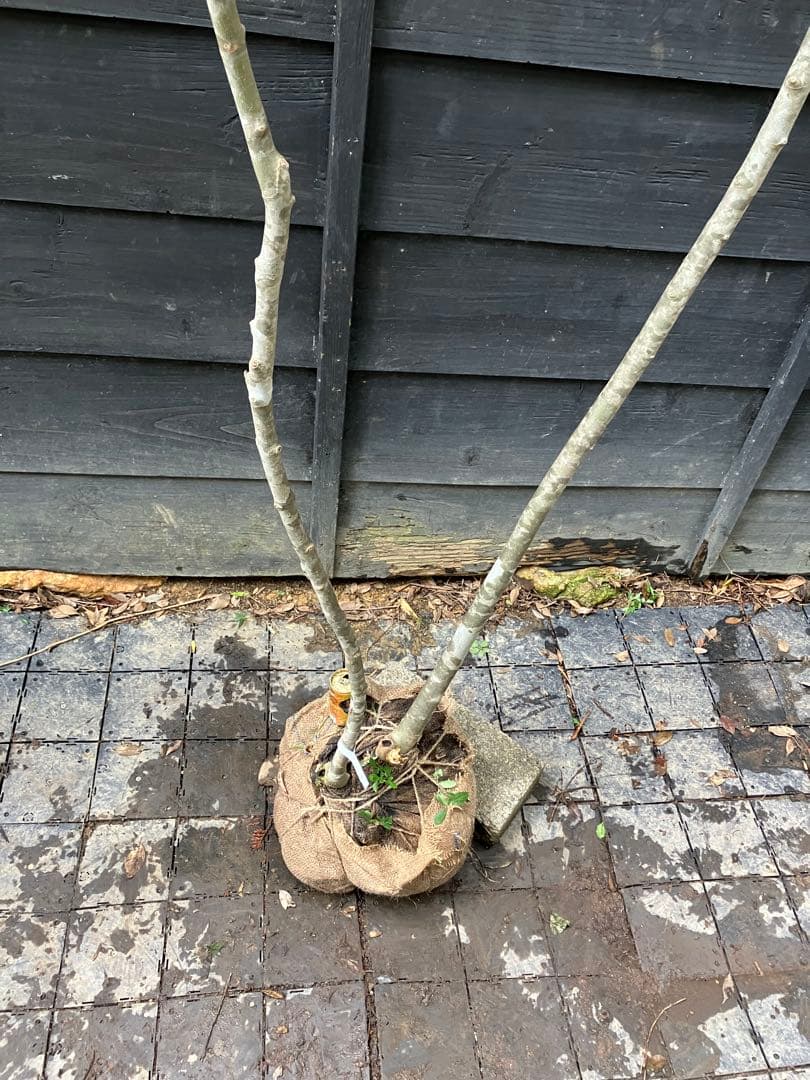 3 山採り　アオダモ