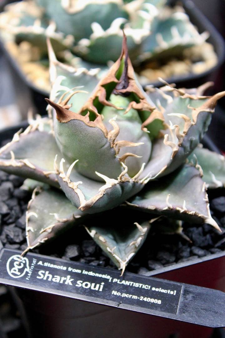 アガベ・チタノタ【シャークソウイ】 〝仙台PLANTISTIC！産〟