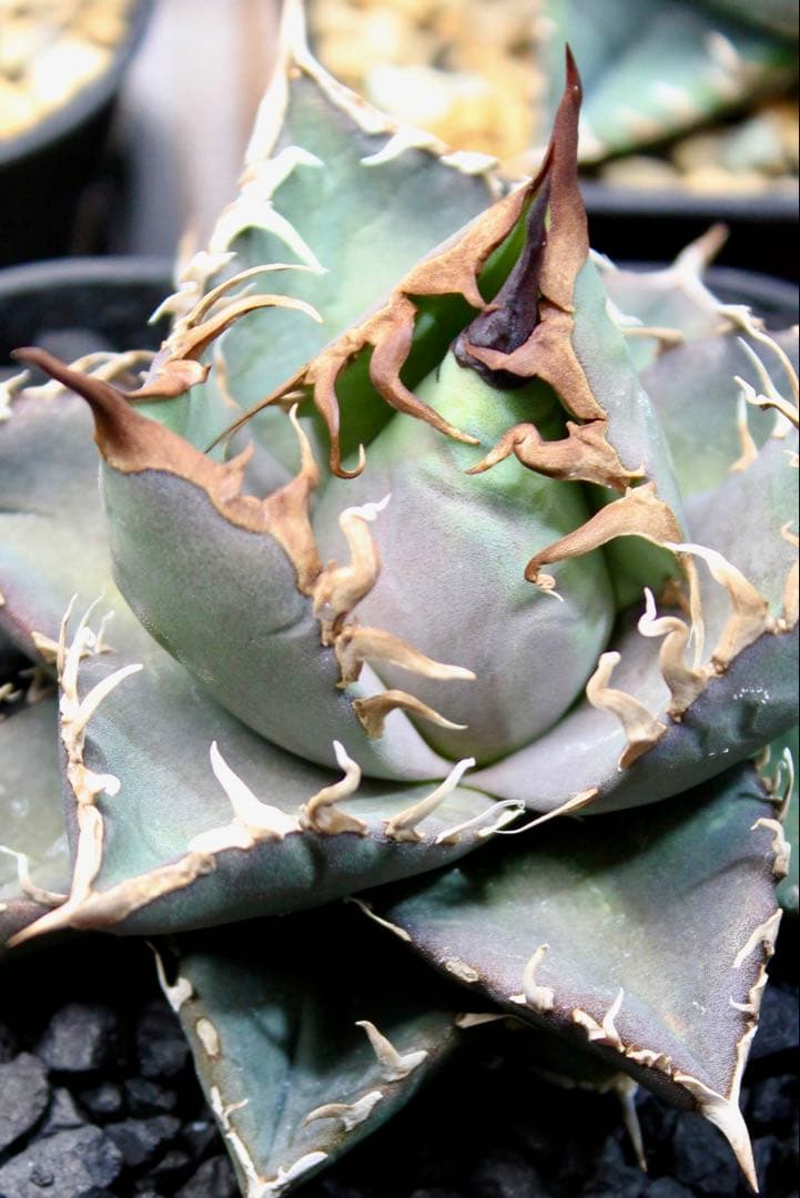 アガベ・チタノタ【シャークソウイ】 〝仙台PLANTISTIC！産〟