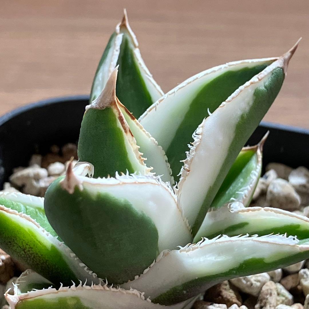 速達【鉢ごと発送】希少　超選抜　特大　アガべ　チタノタ　豆豆龍錦　覆輪斑　TC