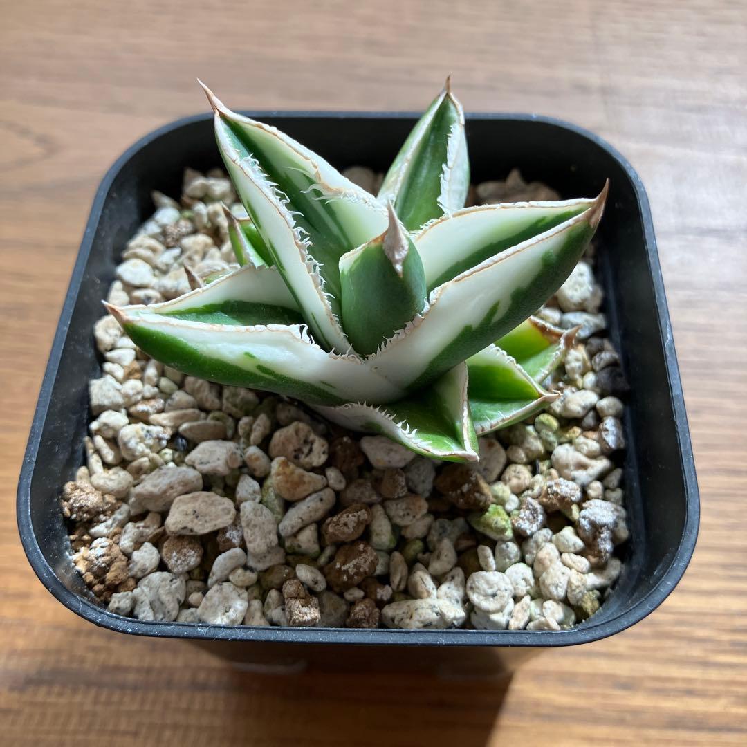 速達【鉢ごと発送】希少　超選抜　特大　アガべ　チタノタ　豆豆龍錦　覆輪斑　TC