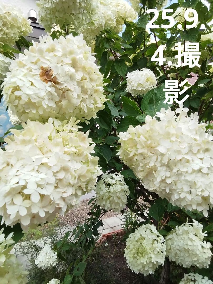 2024.10　ピラミッドアジサイ　　13写真画面から2025年９月現在