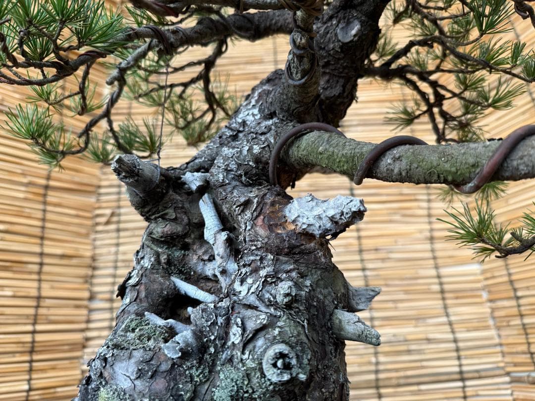 ◎貴重・五葉松《山採り》サバ幹・太幹・山木！