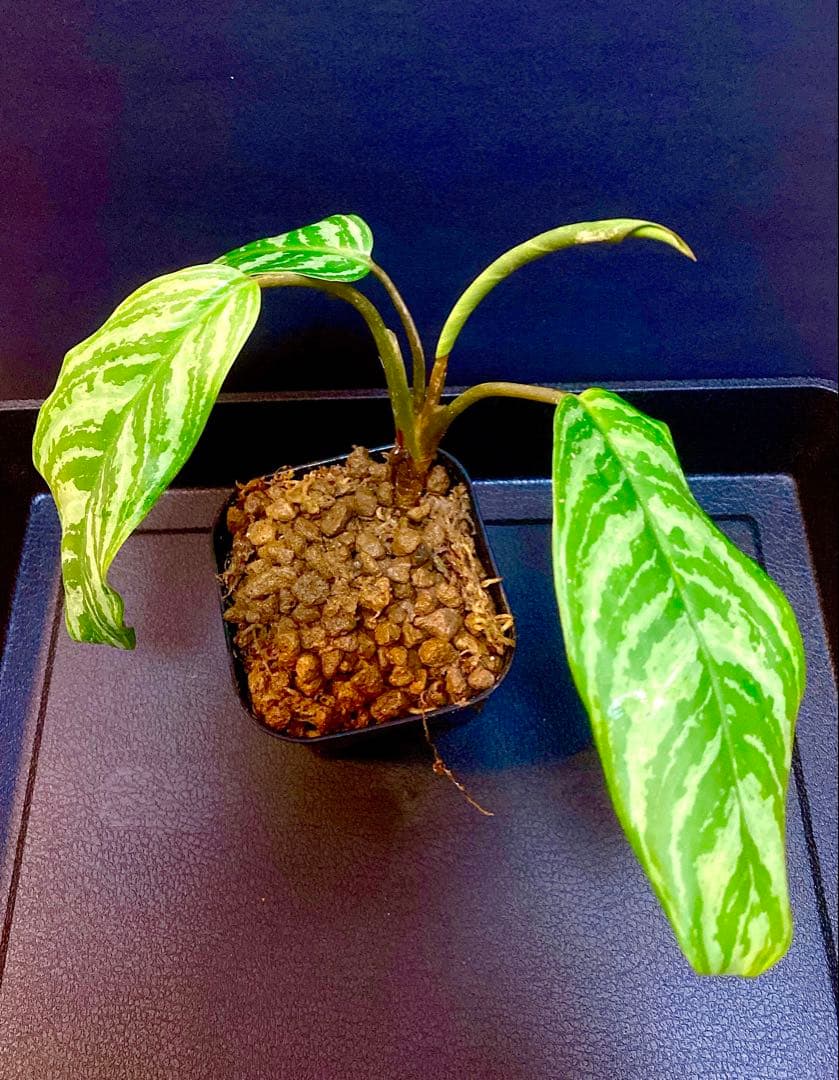 超レア産地！ アグラオネマ カーティシー ミャンマー産 ワイルド株