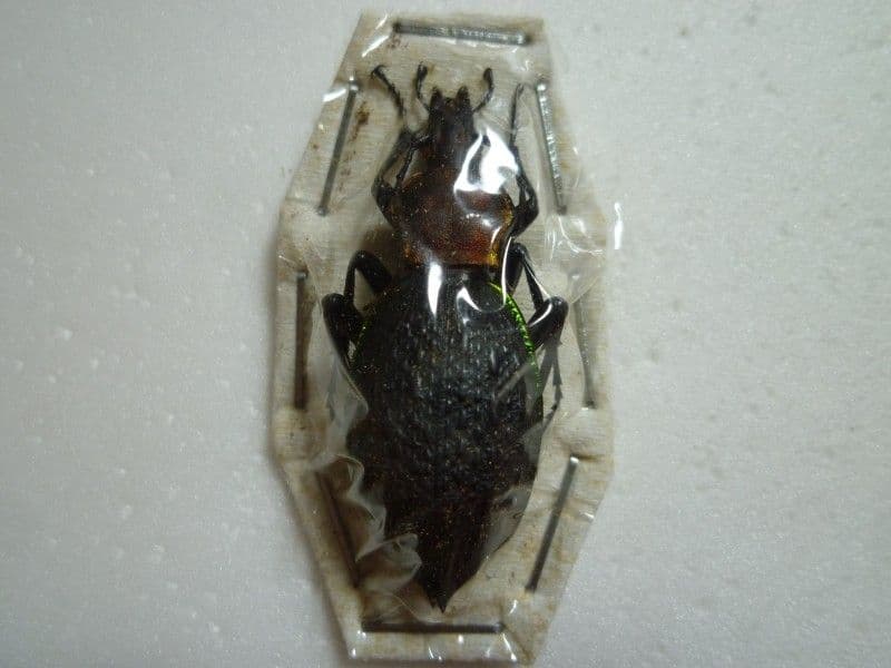 イシズカカブリモドキ♀/C.ishizukai/四川省.巫山産/44.1mm