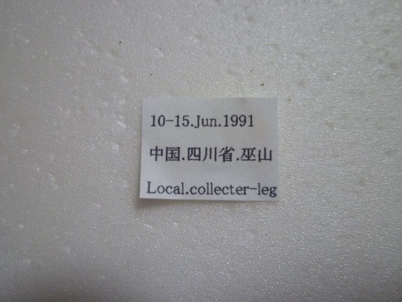 イシズカカブリモドキ♀/C.ishizukai/四川省.巫山産/44.1mm