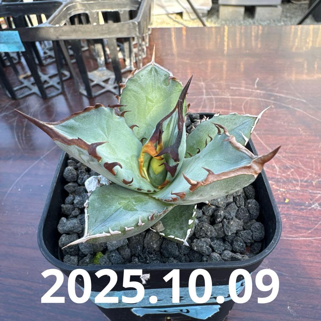 CJ ノーネーム　アガベ　子株　II 19