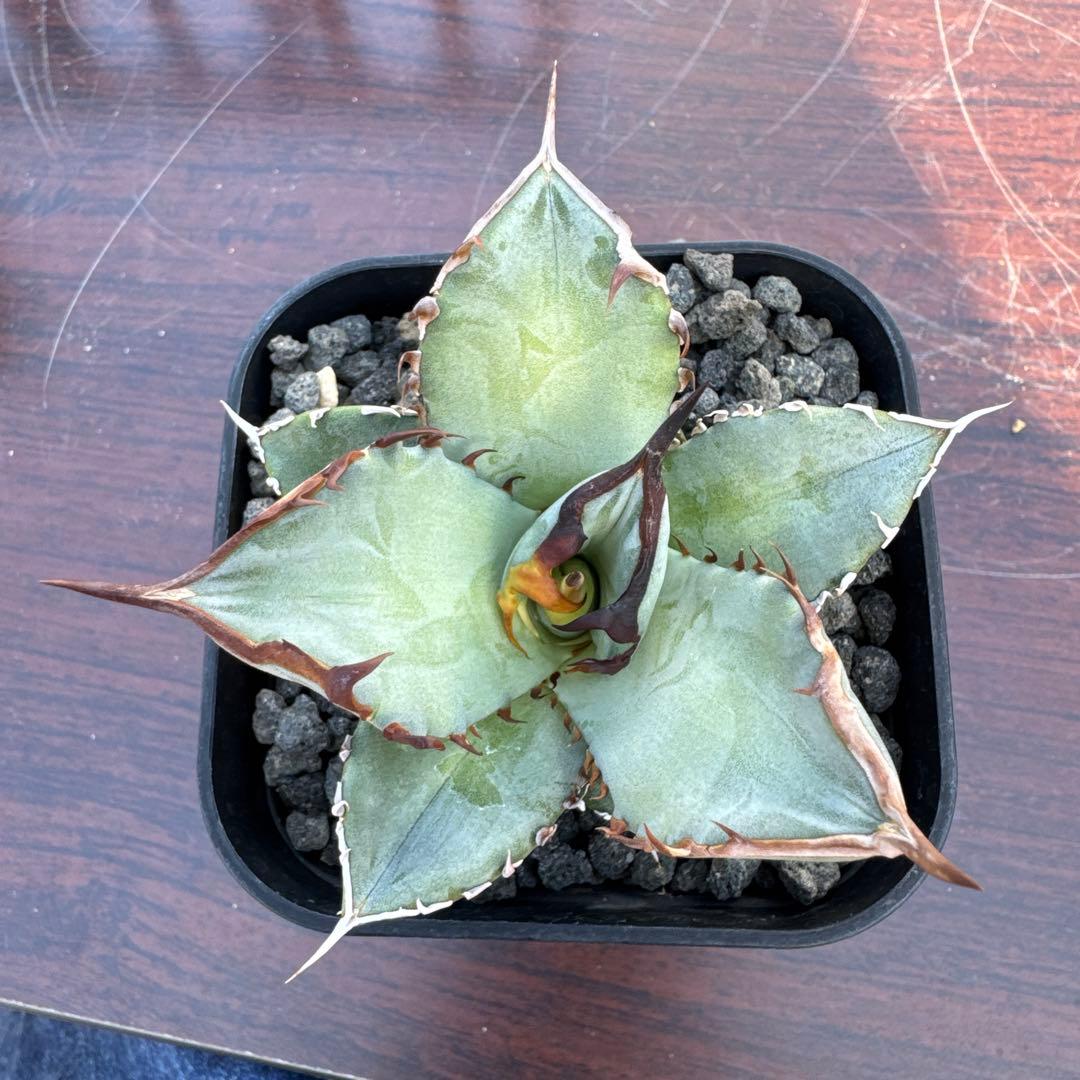 CJ ノーネーム　アガベ　子株　II 19