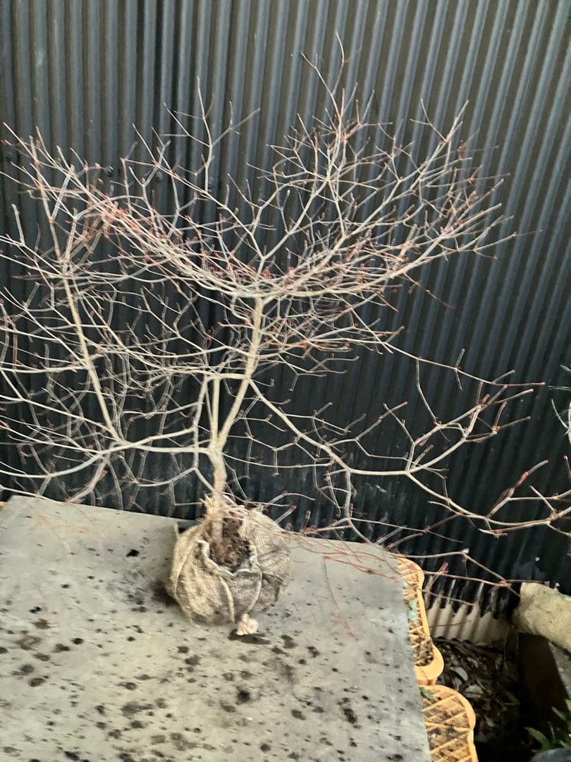 山採り　ドウダンツツジ　w