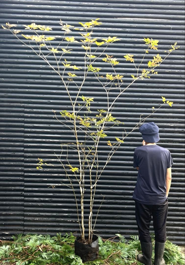 山採り天然　アオダモ　5本株立ち　300