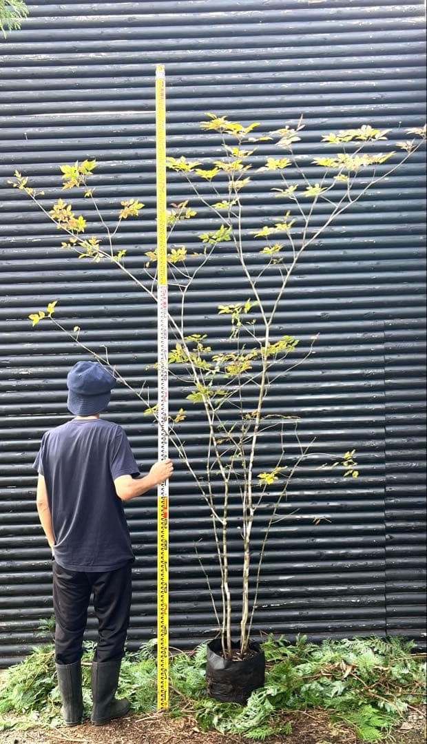 山採り天然　アオダモ　5本株立ち　300