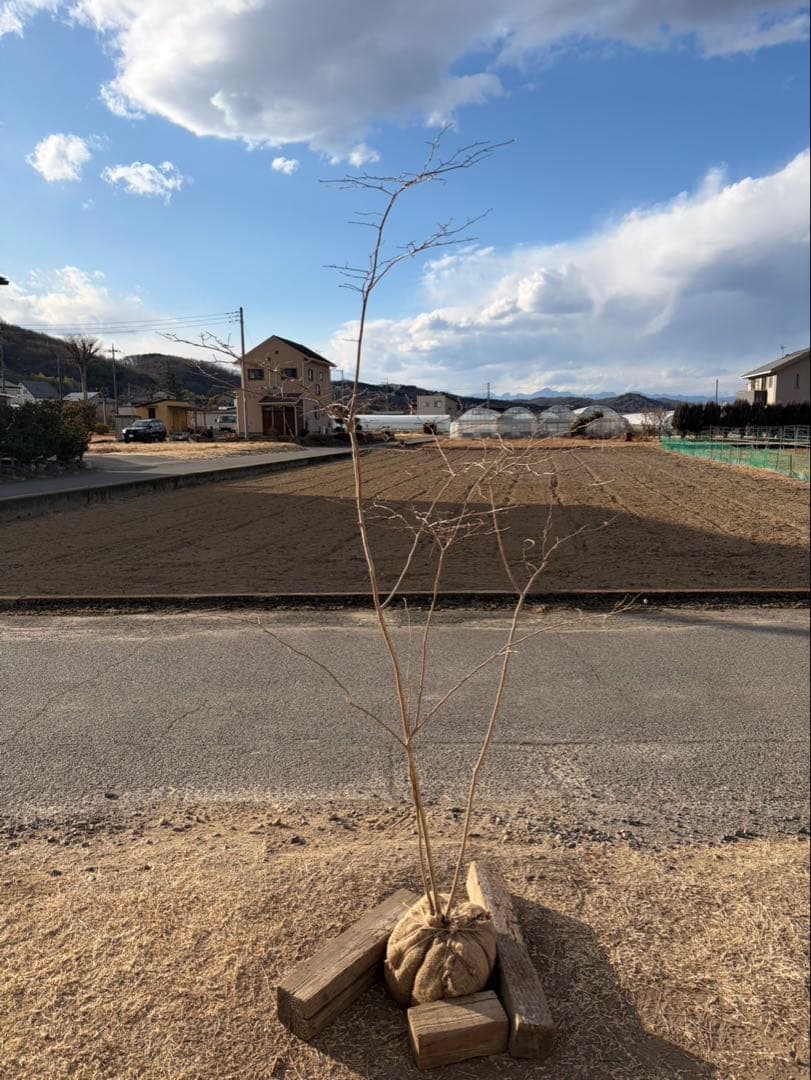 山採りサワフタギ 自然樹形