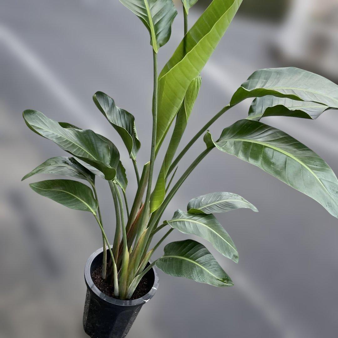 火曜特価！オーガスタ　ストレリチア　ニコライ　3株植　苗　10号鉢　観葉植物