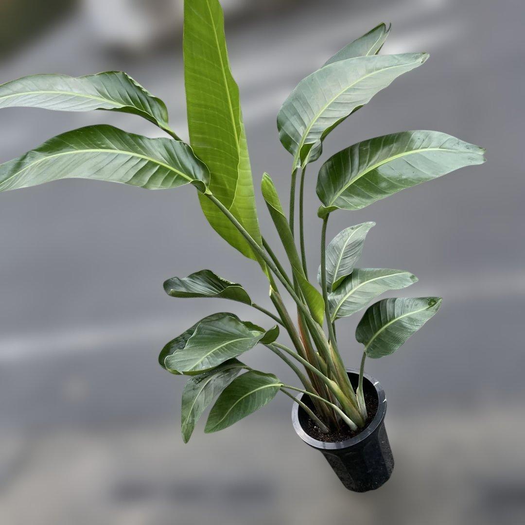 火曜特価！オーガスタ　ストレリチア　ニコライ　3株植　苗　10号鉢　観葉植物