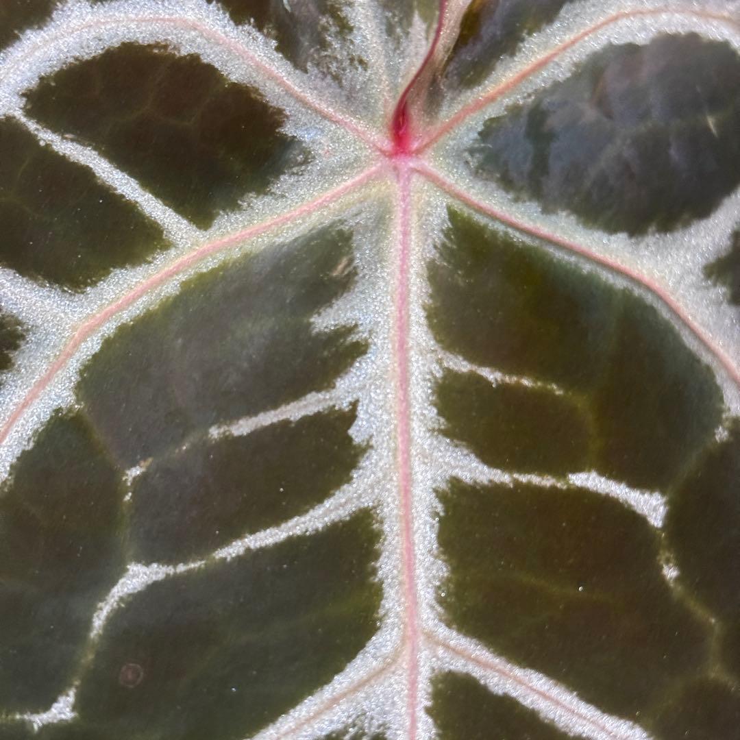 バ*ん様 64 S&P アンスリウム　純系　ピンクレモネード　親株放出　オリジナ