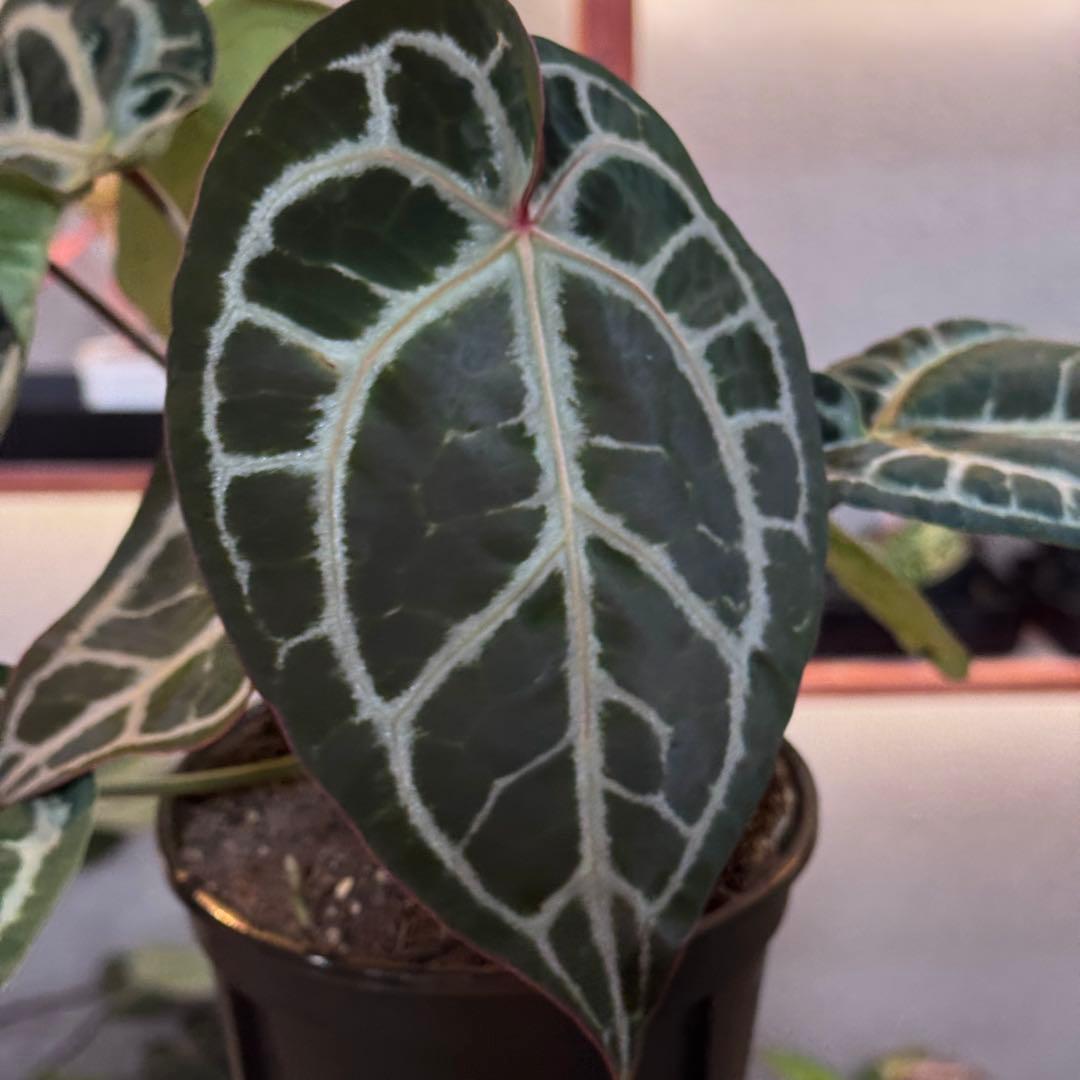 バ*ん様 64 S&P アンスリウム　純系　ピンクレモネード　親株放出　オリジナ