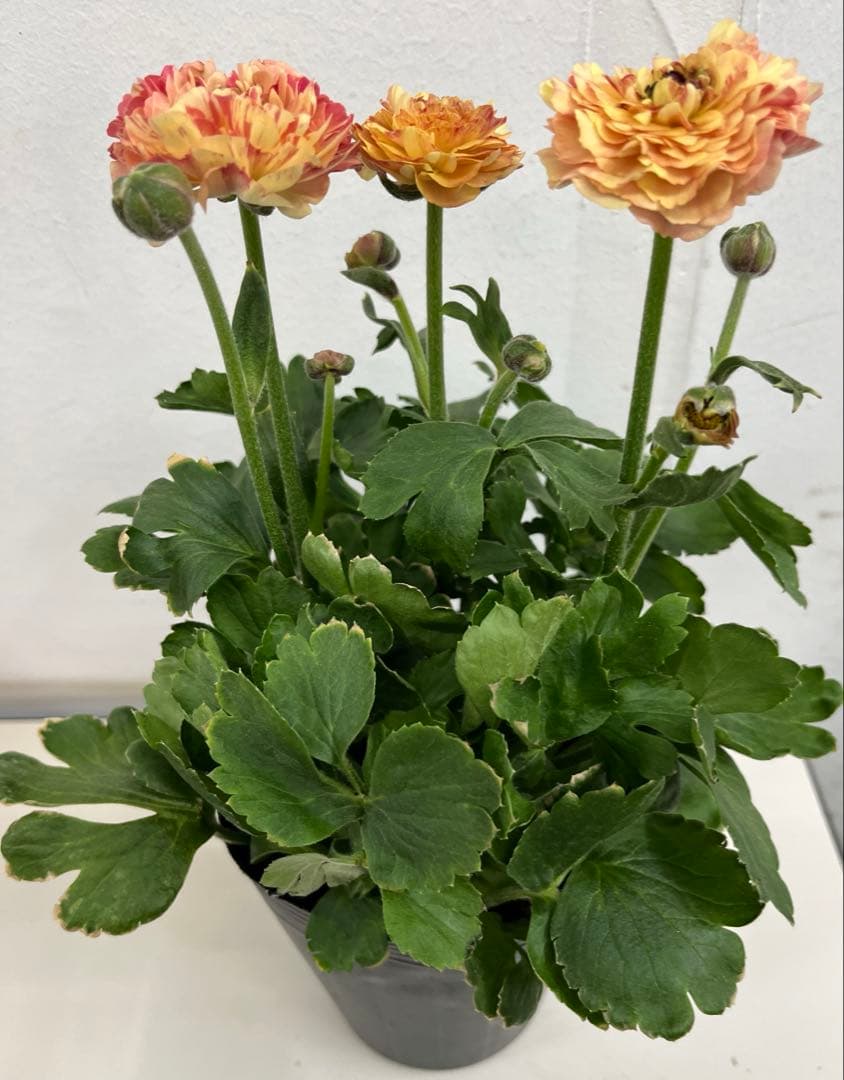 希少　ラナンキュラス イカロス イエローオレンジ　苗４号 宅急便