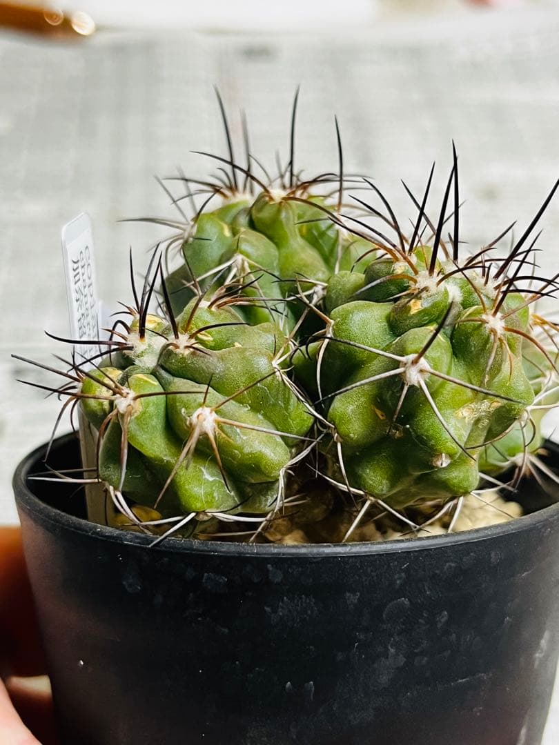 rollys.usa ✨黒棘　加奈留玉(かなるぎょく)群生　コピアポア