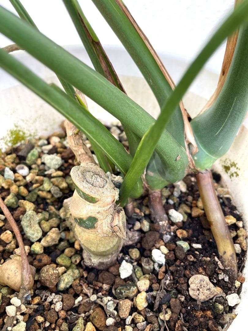 斑入り　モンステラ　イエローモンスター　デリシオーサ　タイコンステレーション