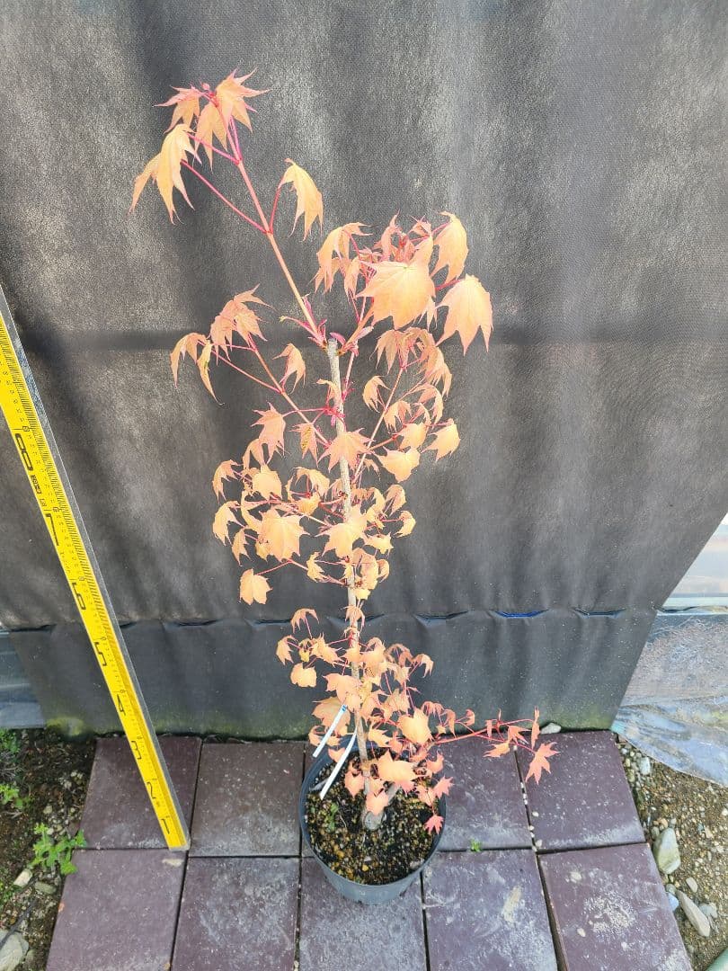 ②超希少イタヤカエデ「名栗錦」接木大苗 7号鉢全長