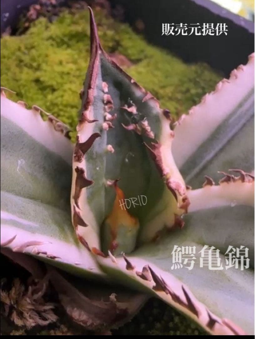 激レア【匿名配送】③ぶつぶつ　アガベ　鰐亀錦　覆輪斑　白覆輪　TC